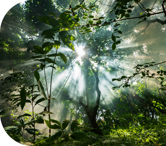 Neotrees - contribuer à la compensation carbone